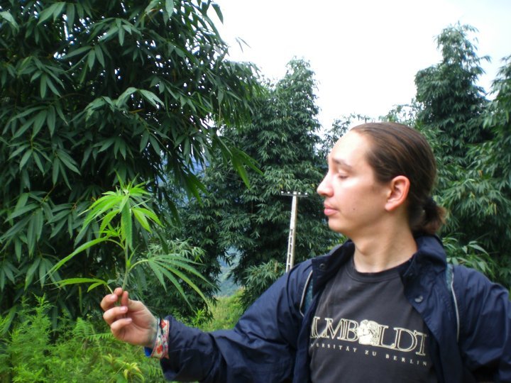 Hmong Sa Pa Marihuana