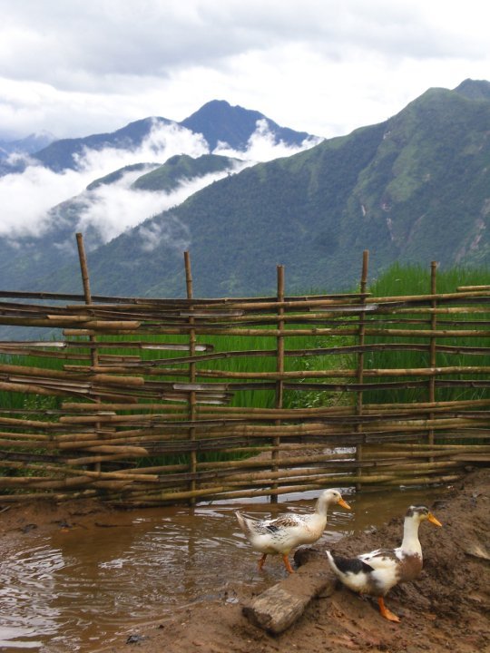 farm sapa
