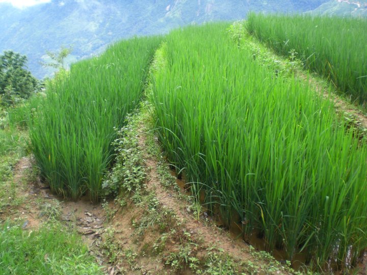 Rice terrace
