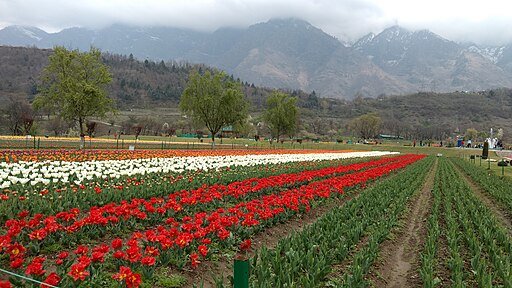 TulipGarden Srinagar